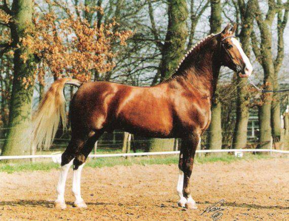 Gelderland Horse